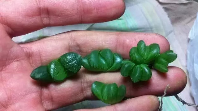綠母實驗深度探討與觀點闡述，最新進展與闡述