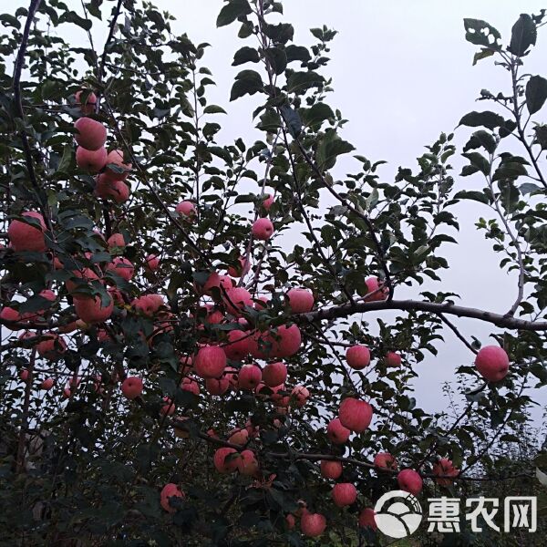 洛川蘋(píng)果最新價(jià)格指南，全面解析洛川蘋(píng)果價(jià)格走勢(shì)及市場(chǎng)行情