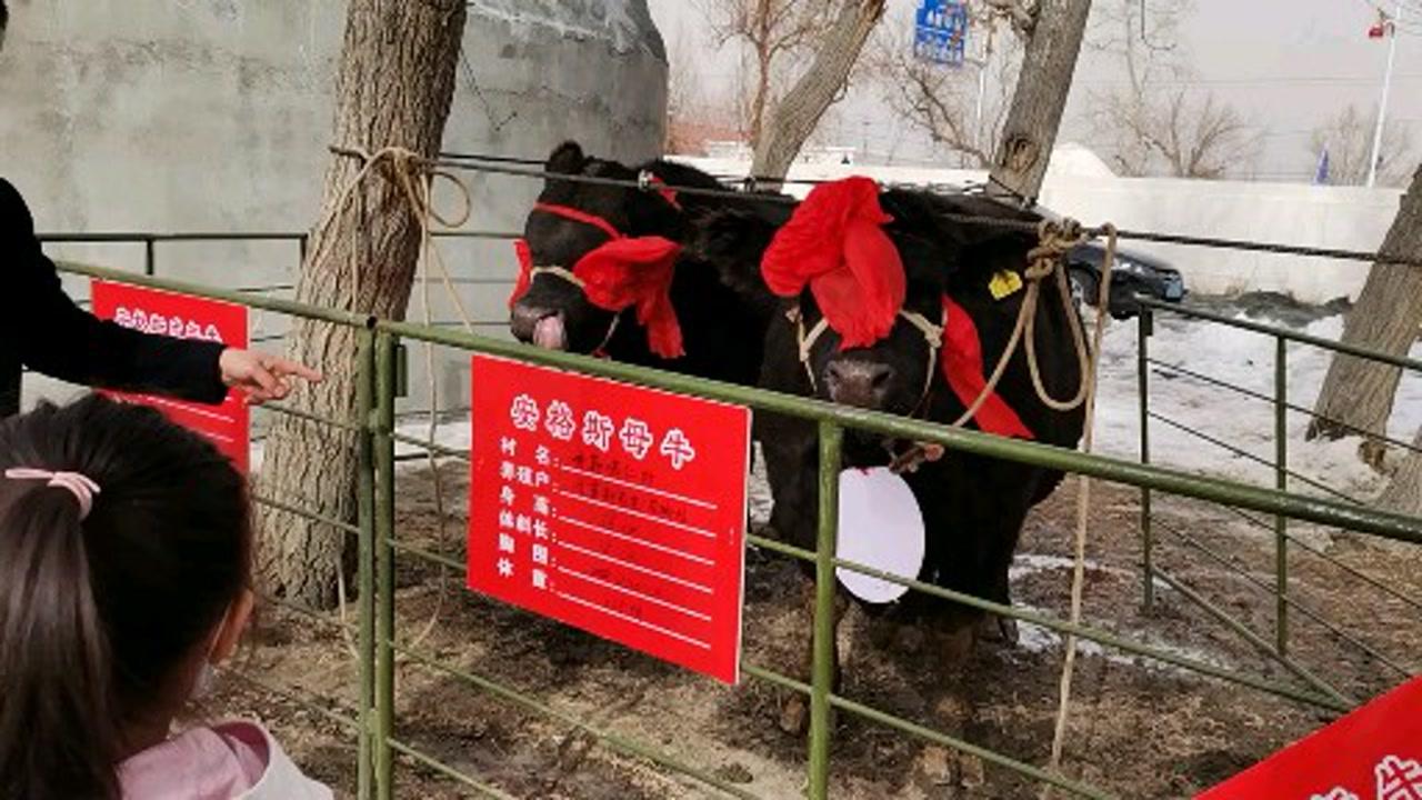 農(nóng)村牛二條最新視頻，展現(xiàn)鄉(xiāng)村魅力與變遷的實錄